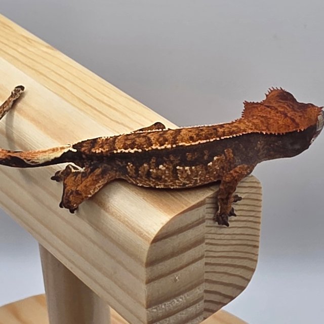 트라이 익스트림할리퀸 화이트핀 화이트스팟