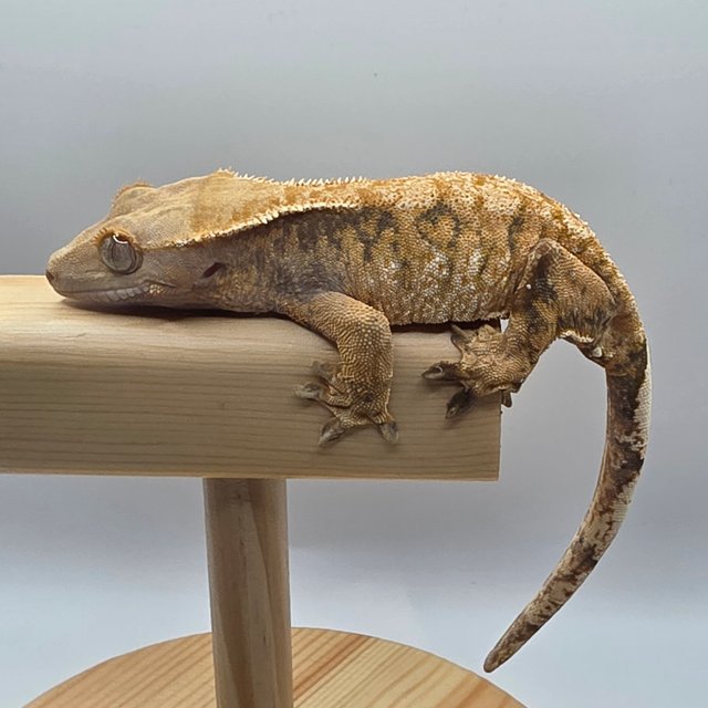 트라이 익스트림할리퀸 텐저린