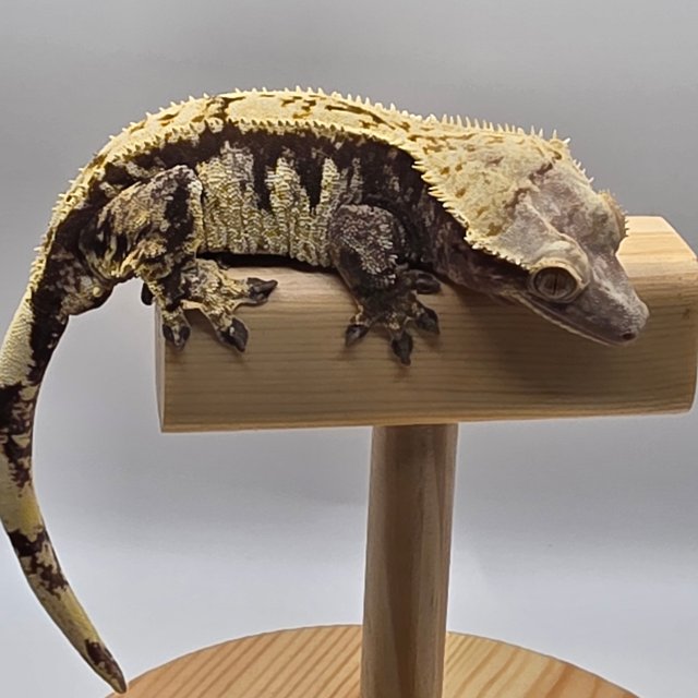 트라이 익스트림할리퀸 화이트크라운