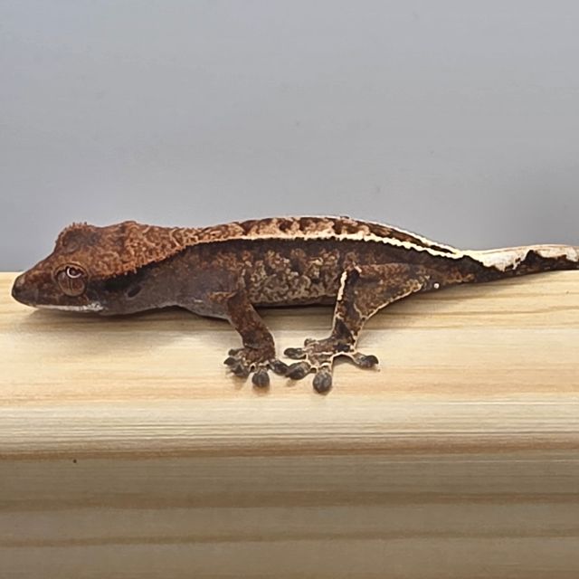 카푸치노 풀핀 화이트스팟 화이트핀