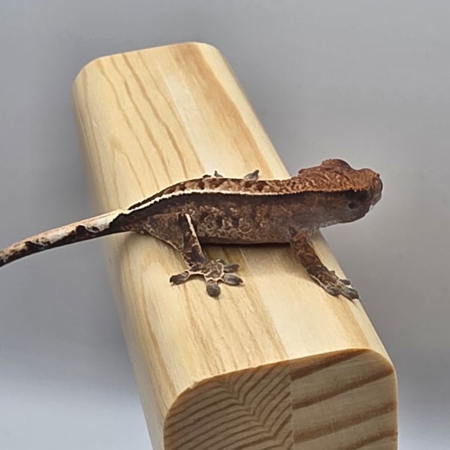 카푸치노 풀핀 화이트스팟 화이트핀