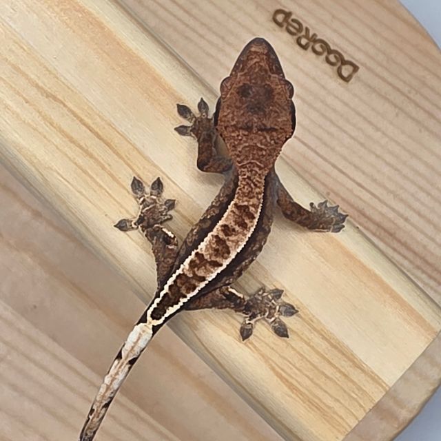 카푸치노 풀핀 화이트스팟 화이트핀