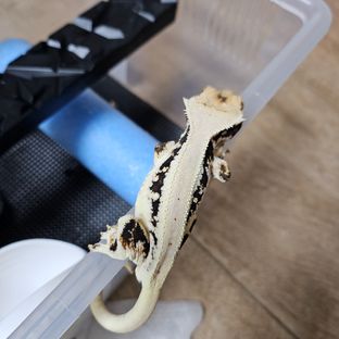 트라이 화이트 릴리화이트