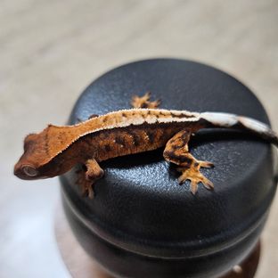 세이블