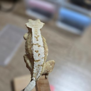 노멀 크림 크림시클 화이트 화이트포트홀