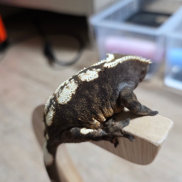 세이블 블랙 다크