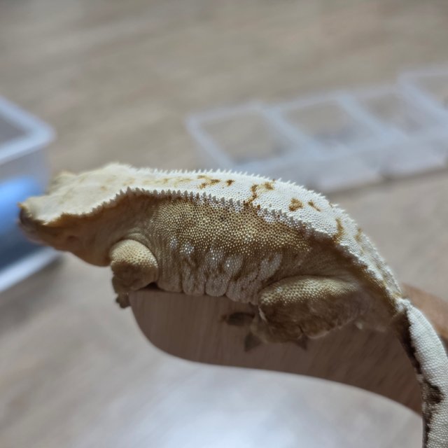 노멀 크림 크림시클 화이트 화이트포트홀