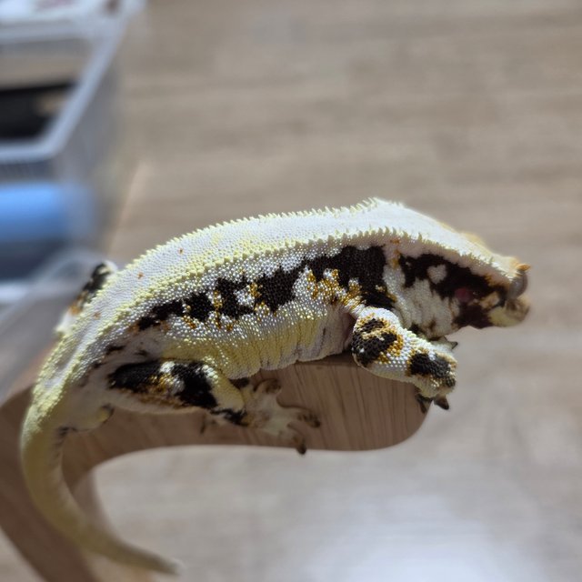 릴리화이트 드리피 화이트스팟