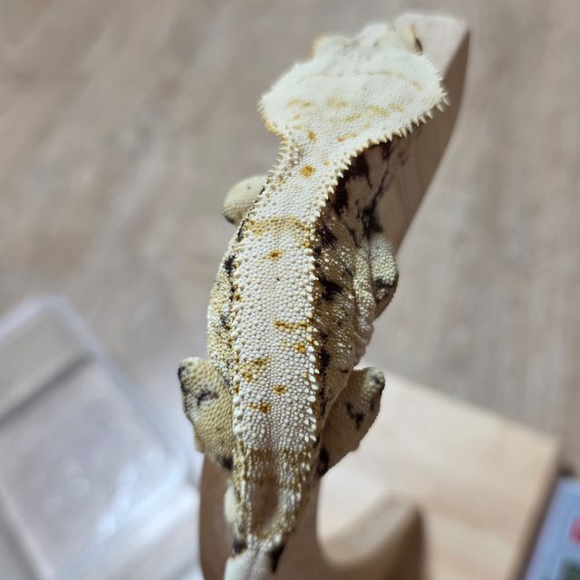 노멀 화이트스팟