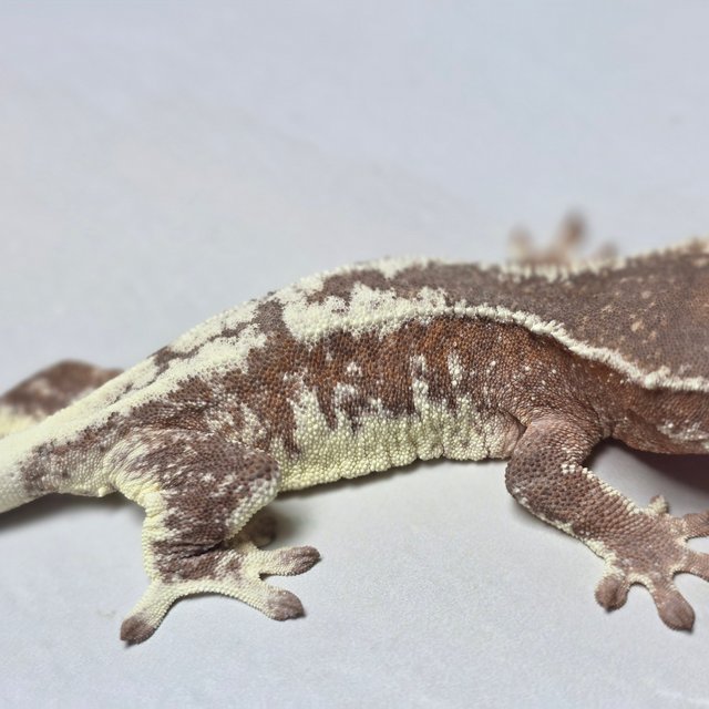 릴리화이트 팬텀