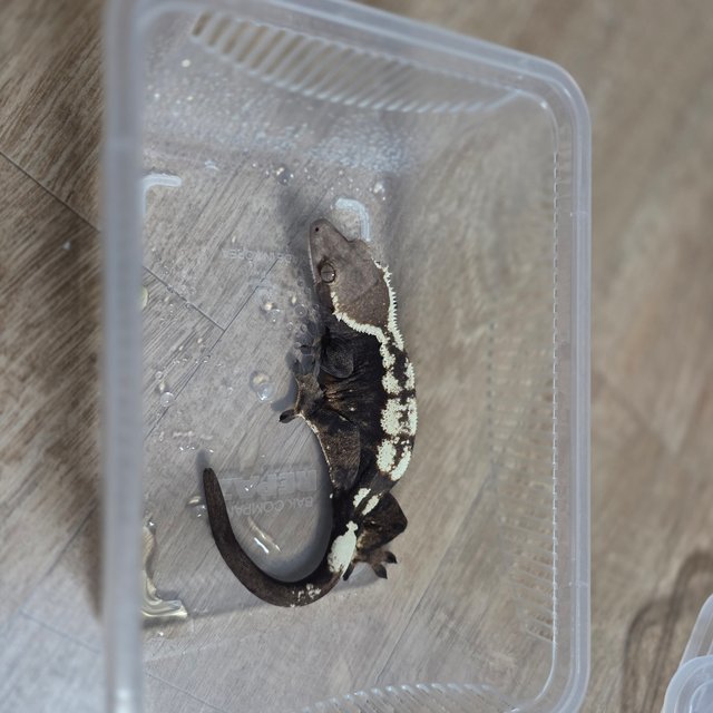 세이블 블랙 다크