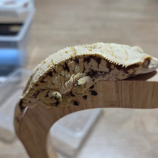 노멀 화이트스팟