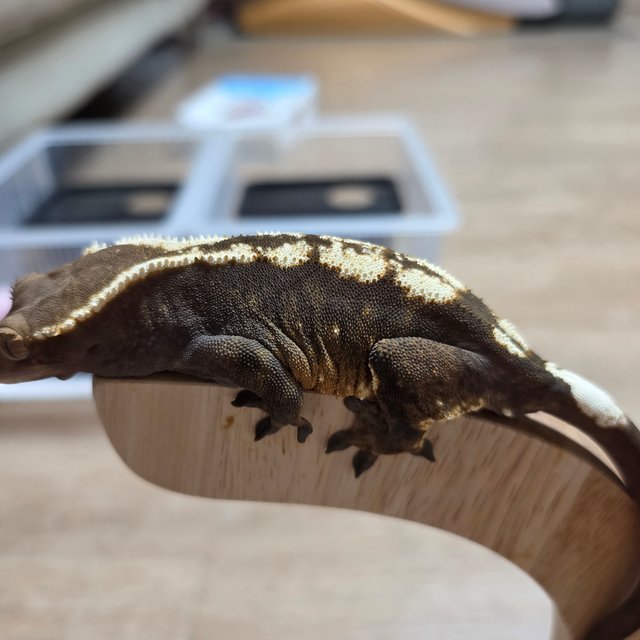 세이블 블랙 다크