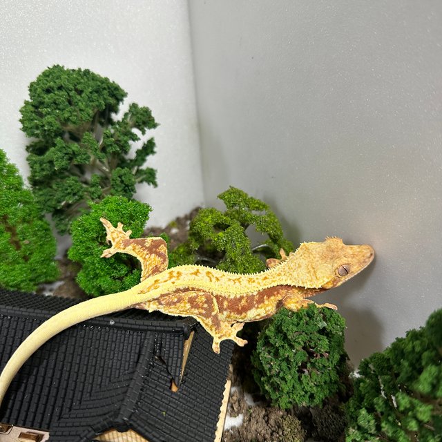 릴리화이트 레드