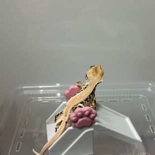릴리화이트