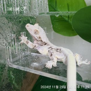 낭만사도님 라인