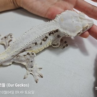 낭만사도 페가수스 라인