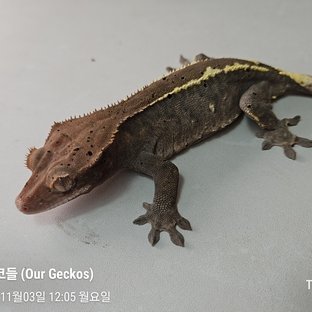 카푸치노 슈퍼달마시안