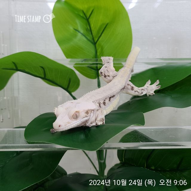 릴리화이트
