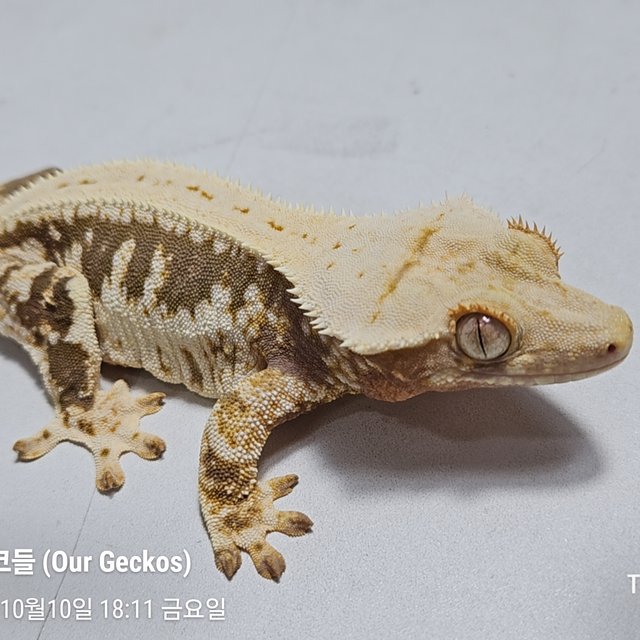 릴리100%헷아잔틱