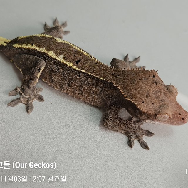 카푸치노 슈퍼달마시안