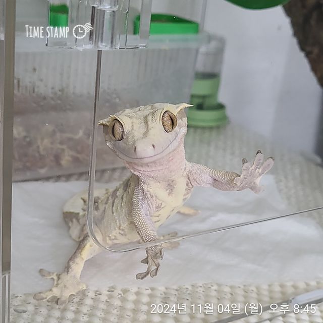 노멀