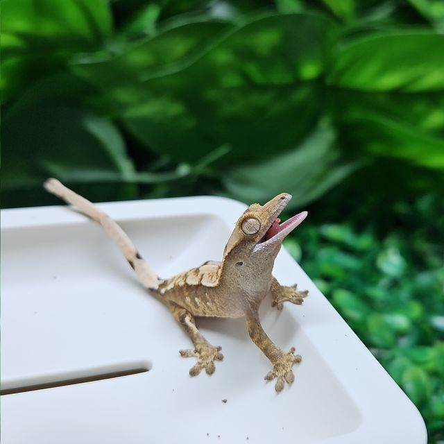 노멀