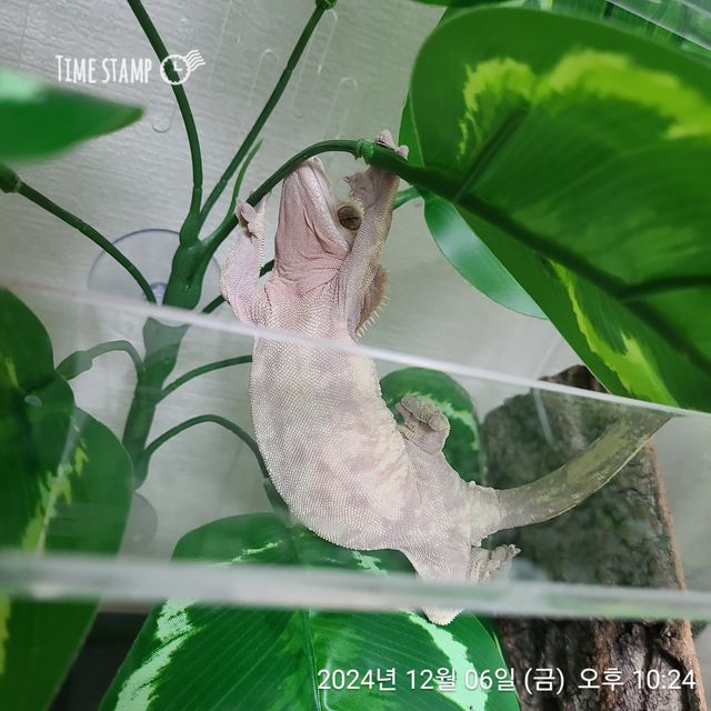 노멀