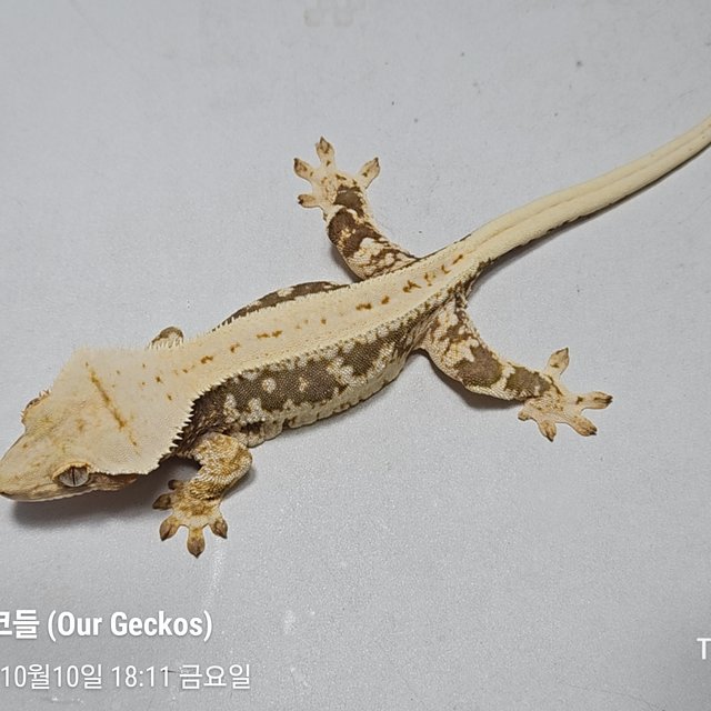 릴리100%헷아잔틱