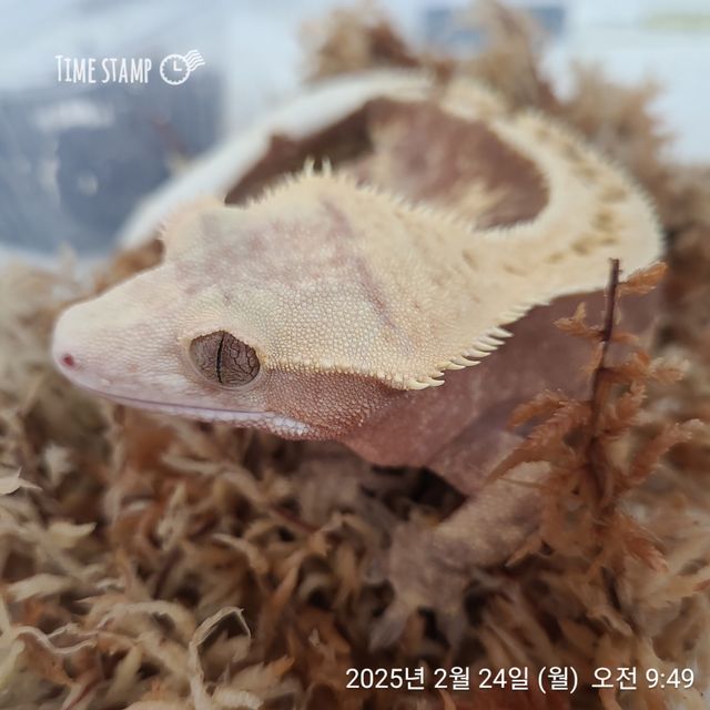 노멀