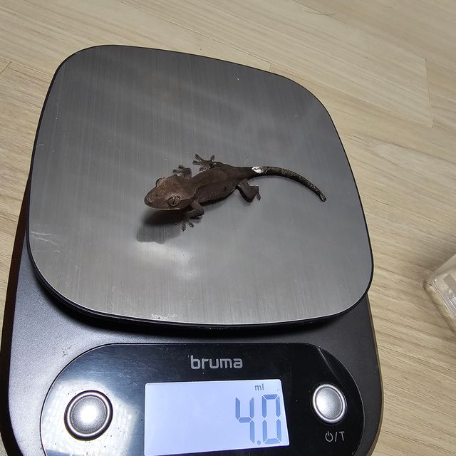 아잔틱