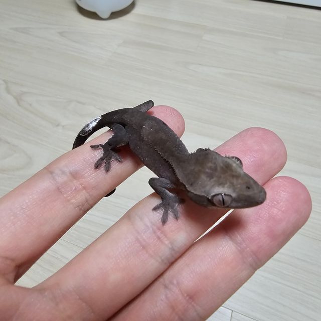 아잔틱