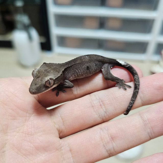 아잔틱