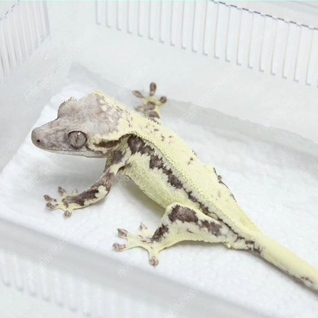 프라푸치노
