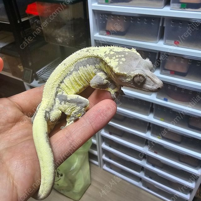 프라푸치노