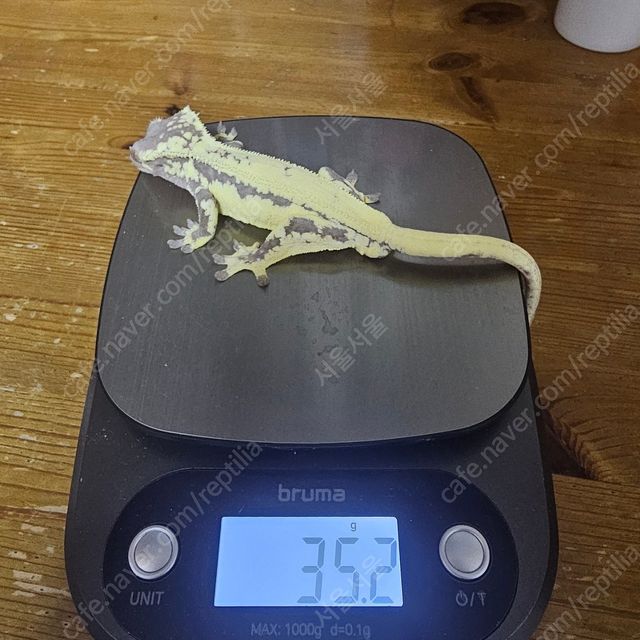 프라푸치노