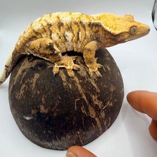 트라이 노멀 화이트크라운