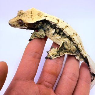 노멀 화이트스팟 드리피