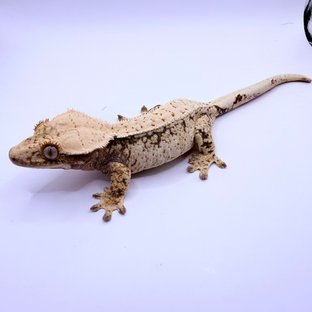 노멀 화이트스팟 드리피