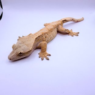 노멀 화이트스팟