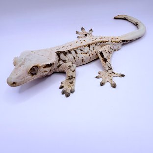 노멀 드리피 쿼드 화이트스팟