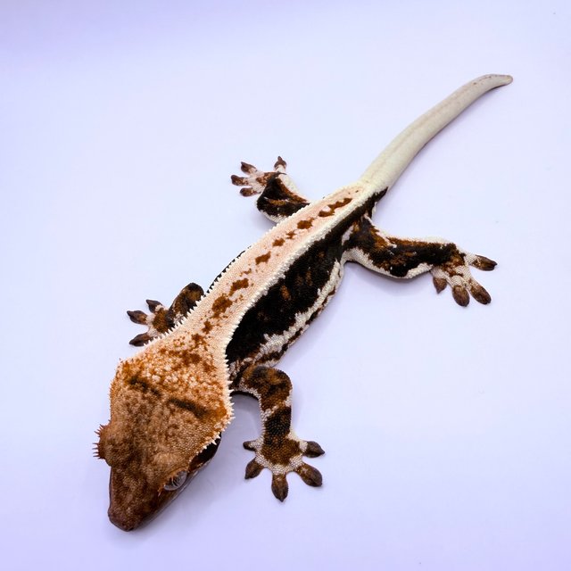 릴리100%헷아잔틱