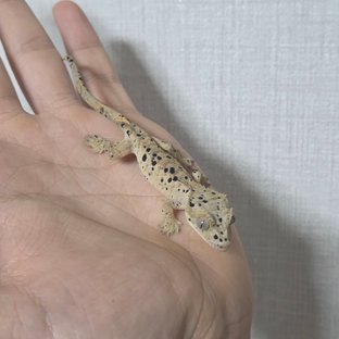슈퍼달마시안