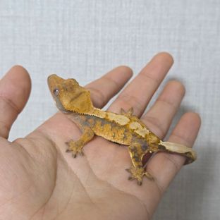 익스트림할리퀸 트라이