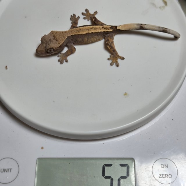 세이블 100%헷아잔틱