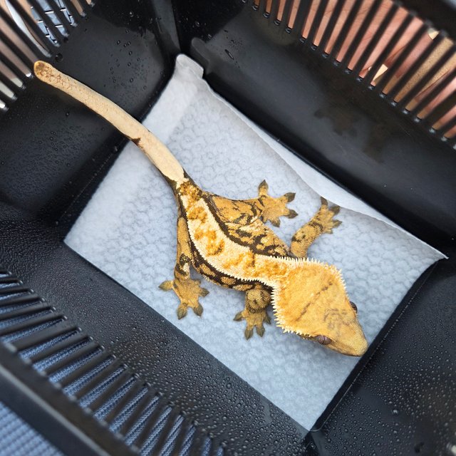 트라이 익스트림할리퀸