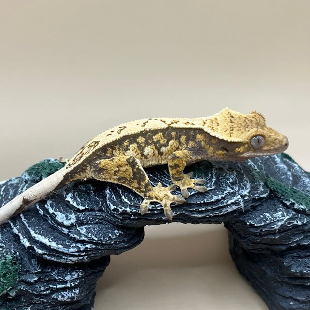 핀스트라이프 할리퀸