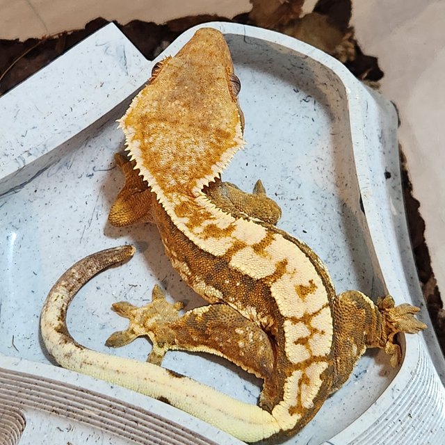 노멀 트라이 익스트림할리퀸 텐저린 화이트스팟