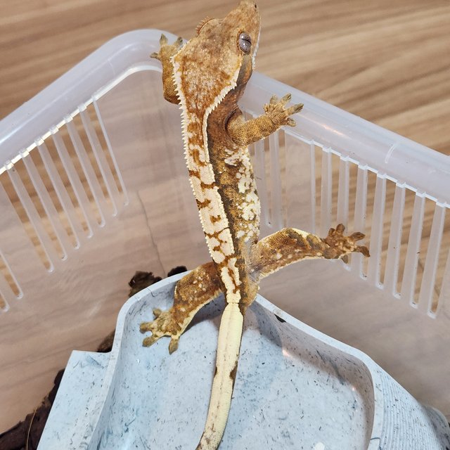 노멀 트라이 익스트림할리퀸 텐저린 화이트스팟