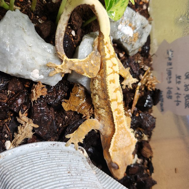 노멀 트라이 익스트림할리퀸 텐저린 화이트스팟